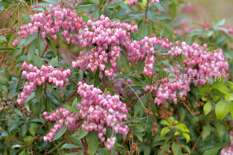 Pieris japonica /日本仙女座花